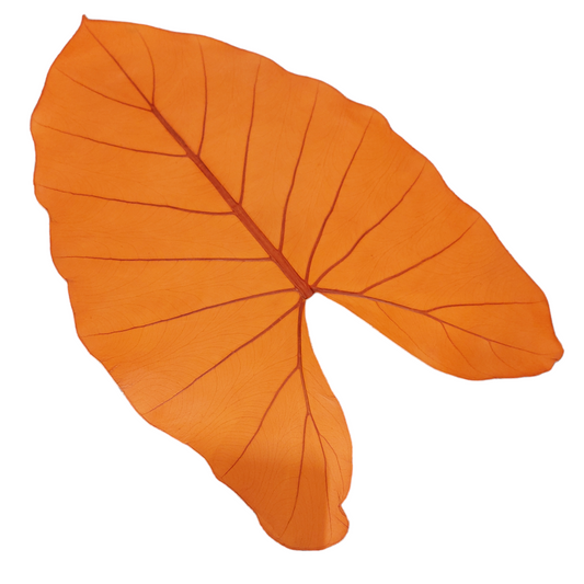 BeLEAF Coral Orange