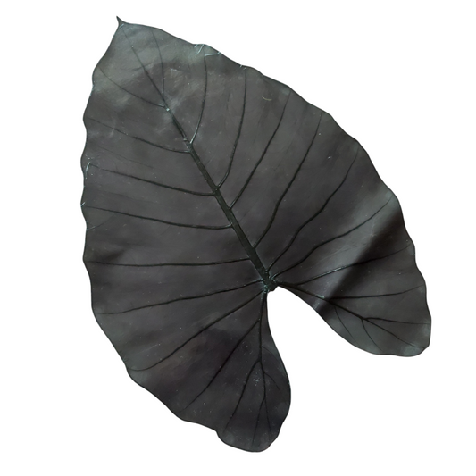 BeLEAF Jet Black Shine