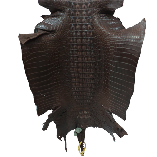 Hornback Nile Crocodile Brown 44cm